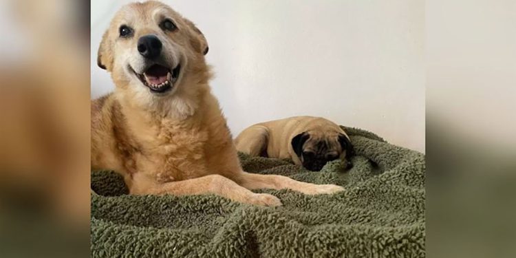 dog 14 years shelter happy to have a new bed