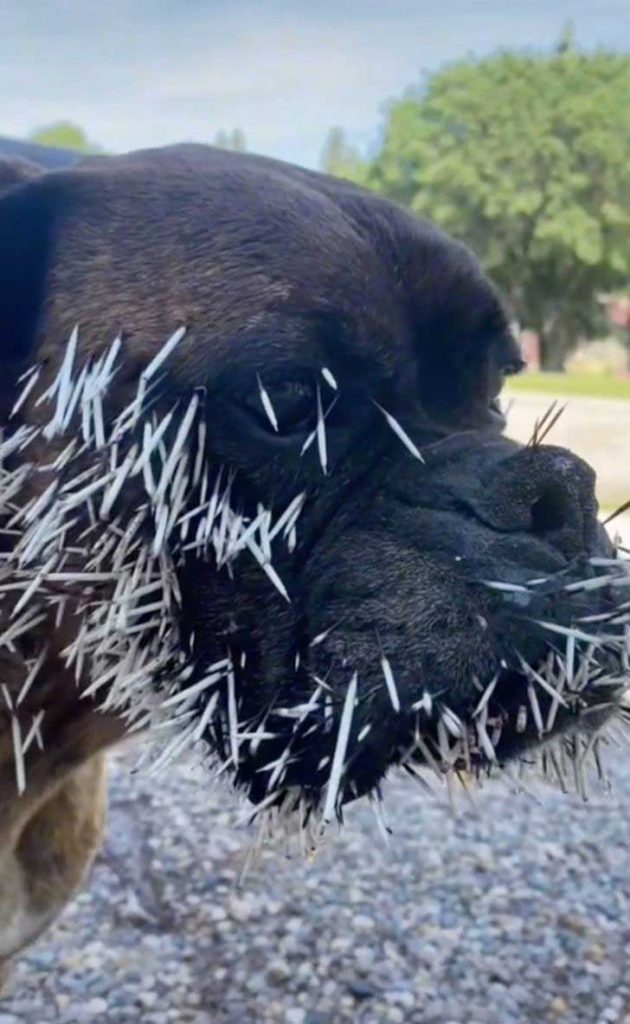 dog wanted befriend porcupine hurt face