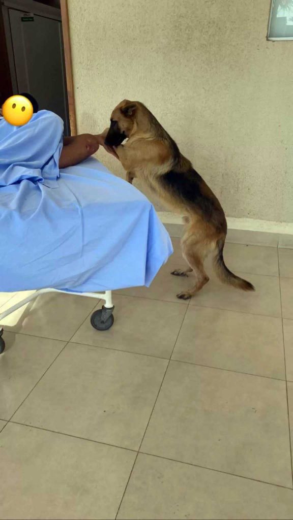 faithful dog refuses to leave his friend in the hospital