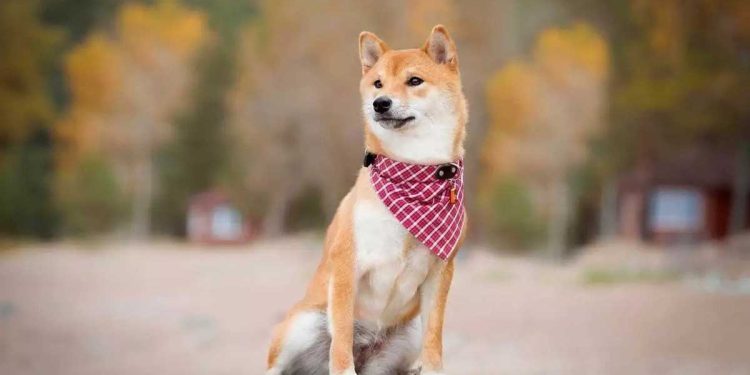 frequently asked questions shiba inu