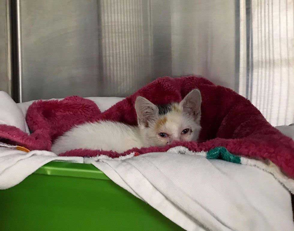 kitten in recovery