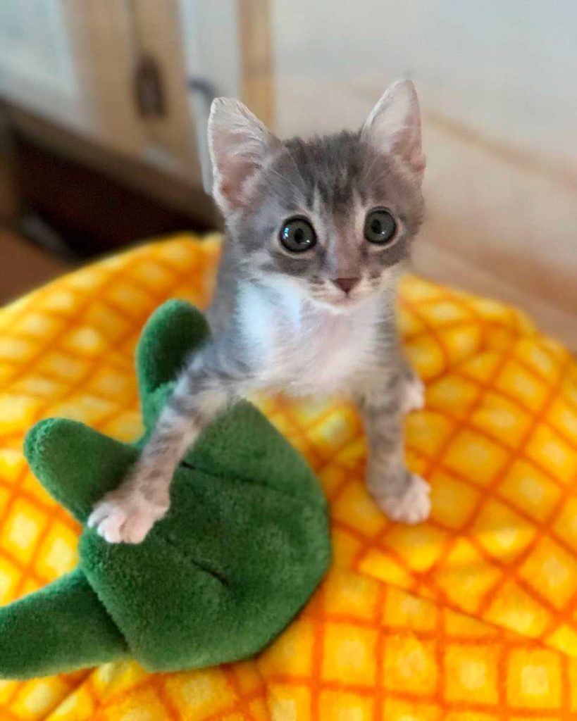 kitten with huge eyes