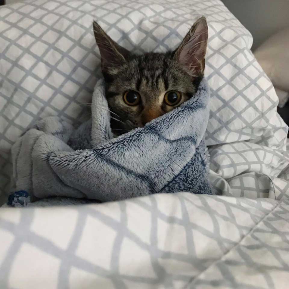little kitten wrapped up