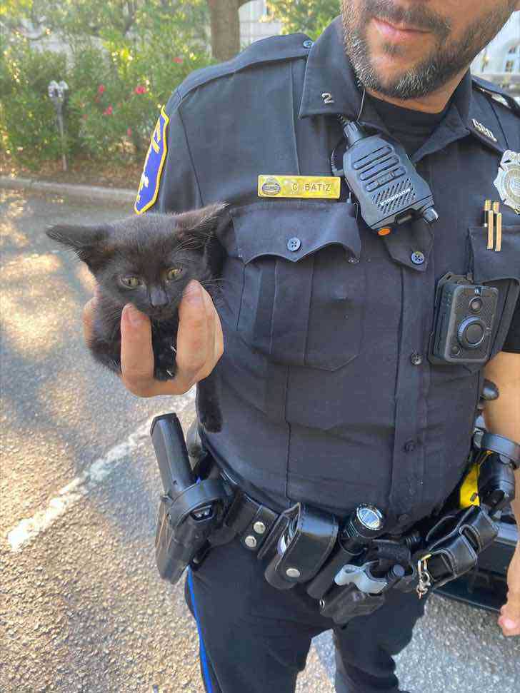 police officer rescues kitten car engine adopts her
