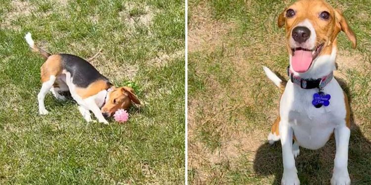 rescued beagle touches grass first time