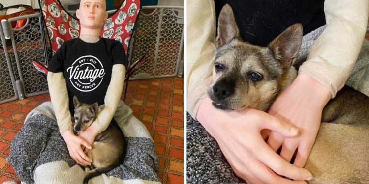 rescuers used dummy calm blind dog anxiety