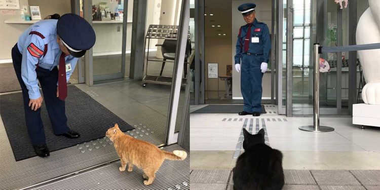 two cats japan trying sneak into museum years