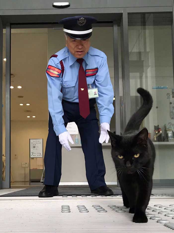two cats japan trying sneak into museum years
