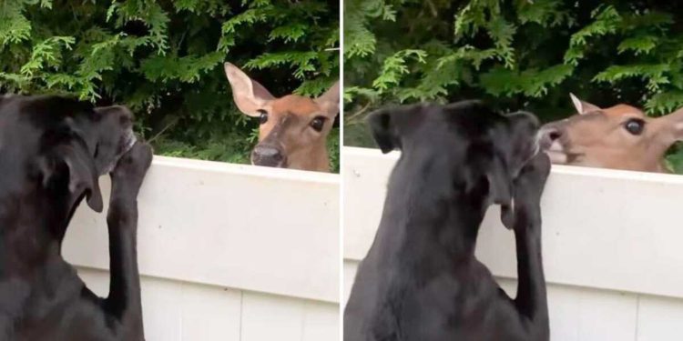 wild deer form friendship sweet dog visit