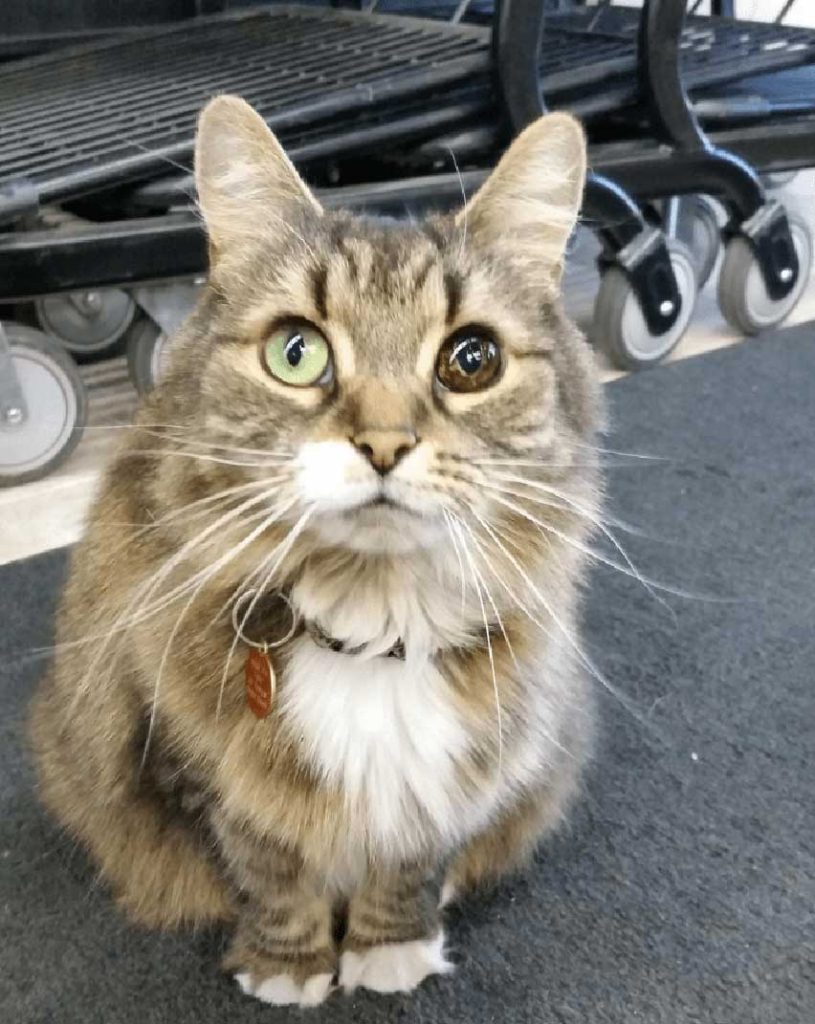 woman saves stray cat with one eye returns favor