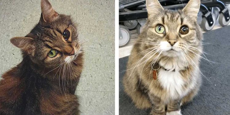 woman saves stray cat with one eye returns favor