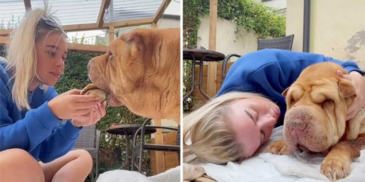 woman toasts beloved dog last hours full of love