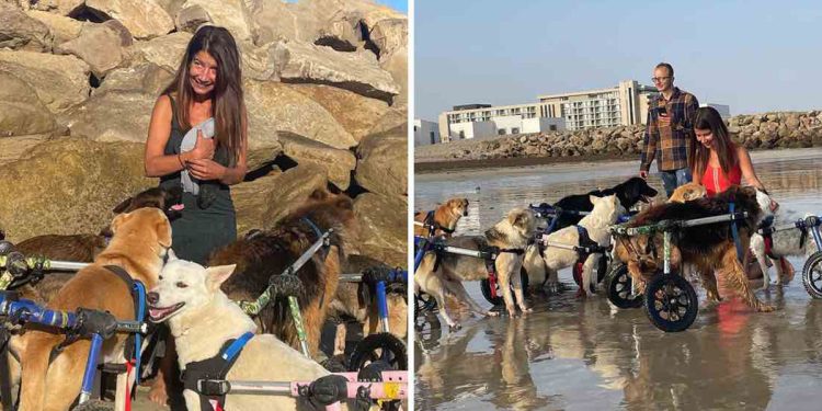 woman took 18 disabled dogs beach
