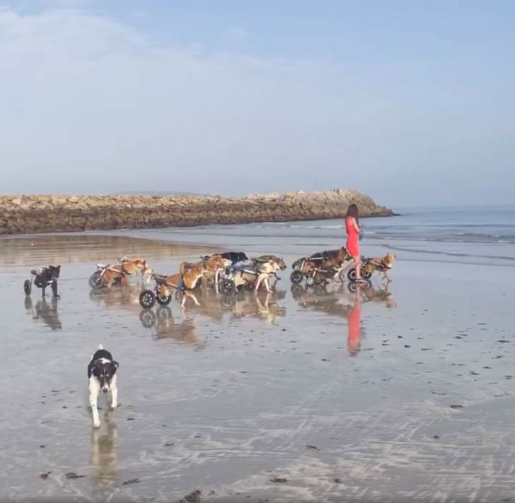 woman took 18 disabled dogs beach