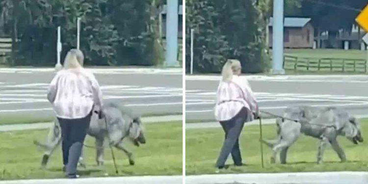 woman walking giant animal goes viral dog wolf