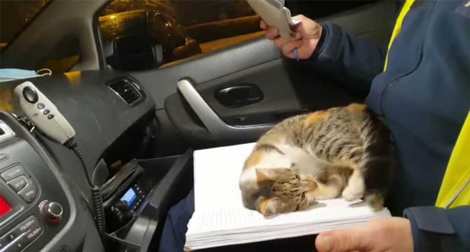 Adorable cat gets on police patrol