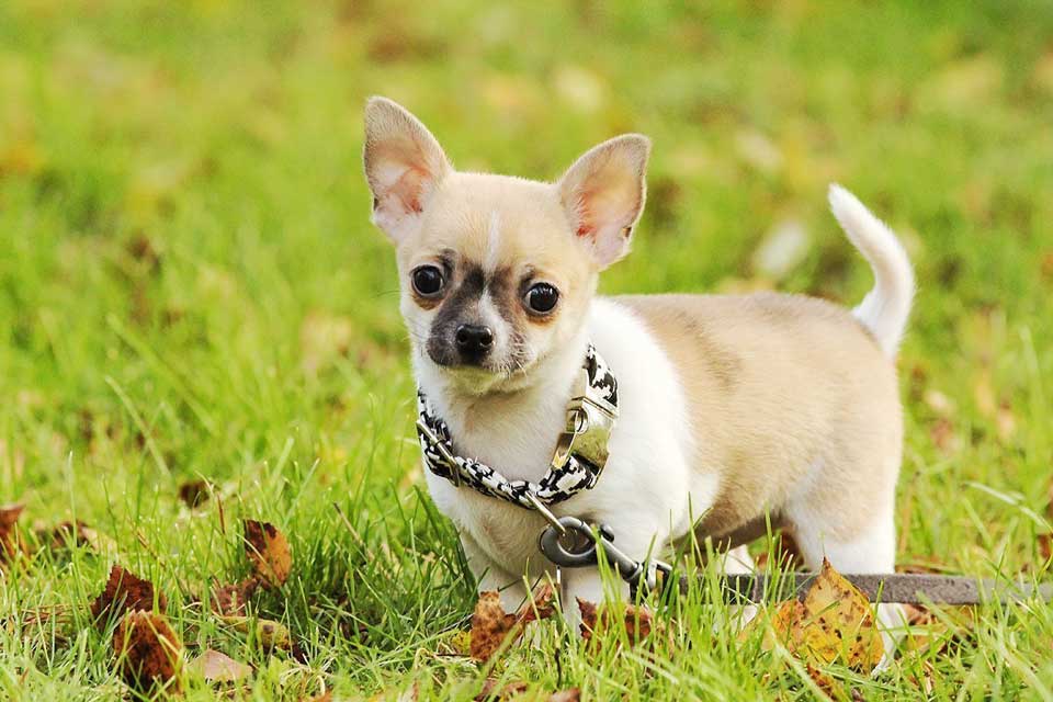 choose Chihuahua puppy