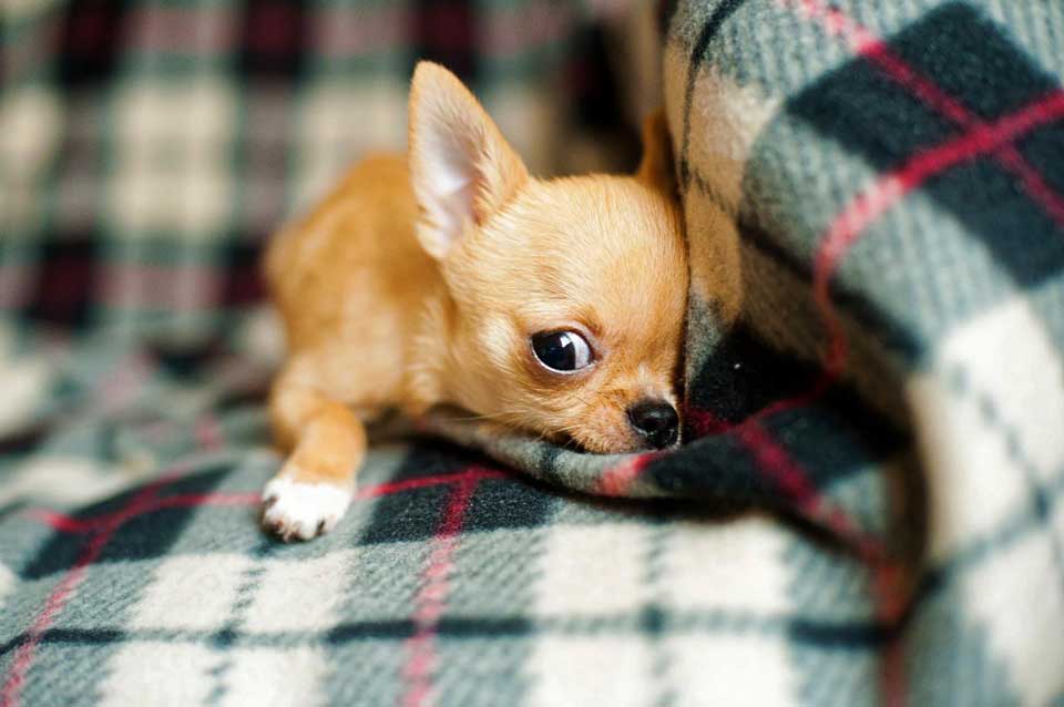 choose Chihuahua puppy