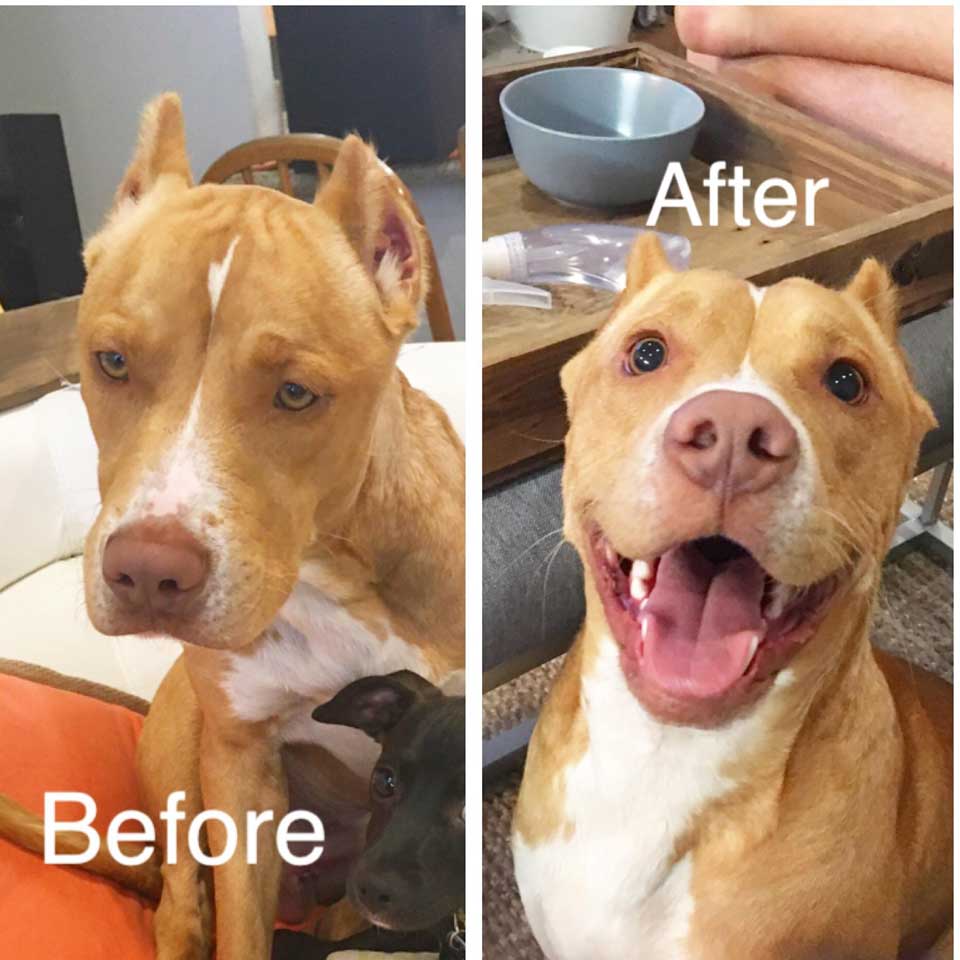 Dogs before and after their adoption that changes their lives