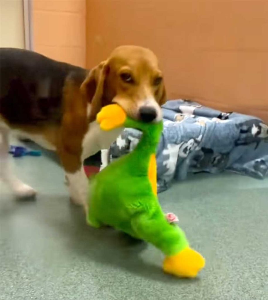 Rescued Beagle Gets First Toy