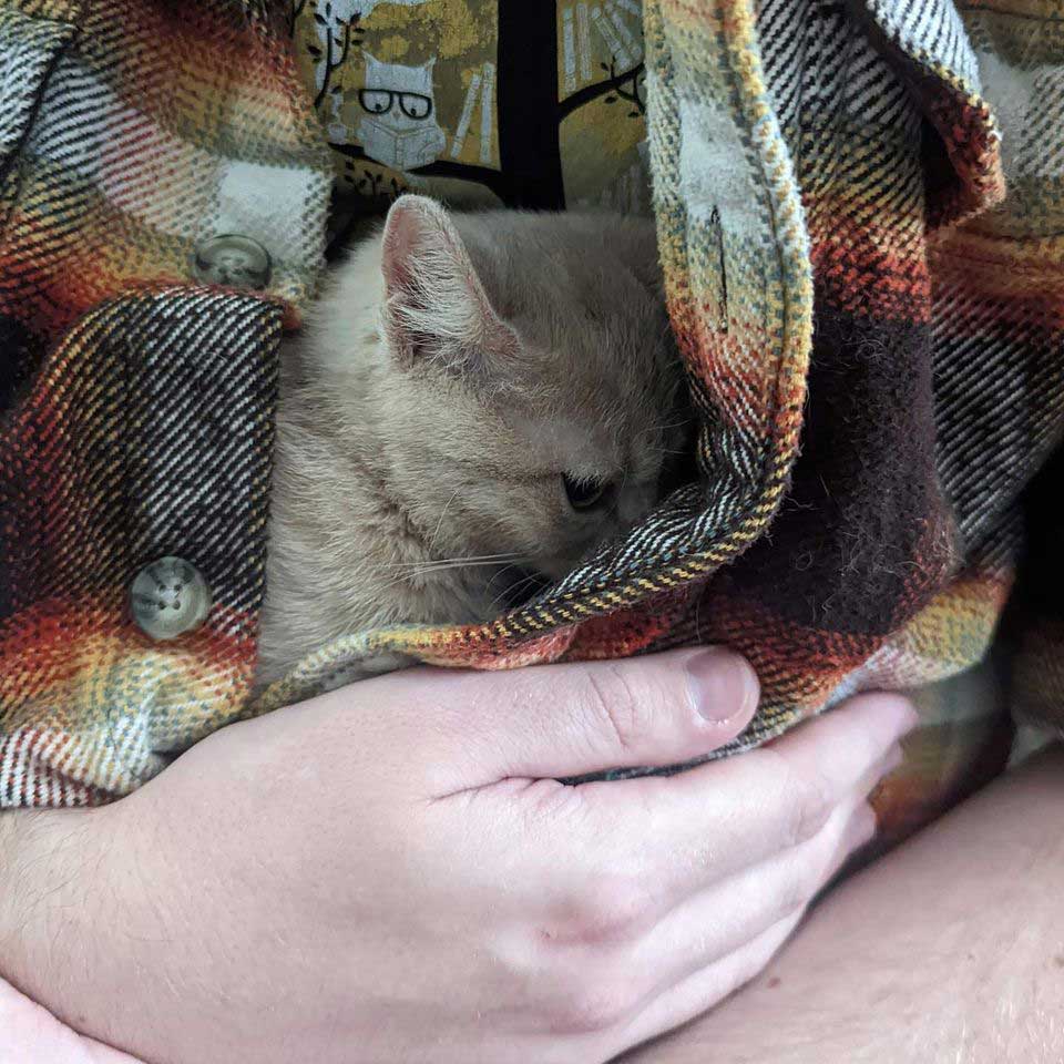 Temperamental rescue cat loves to cuddle