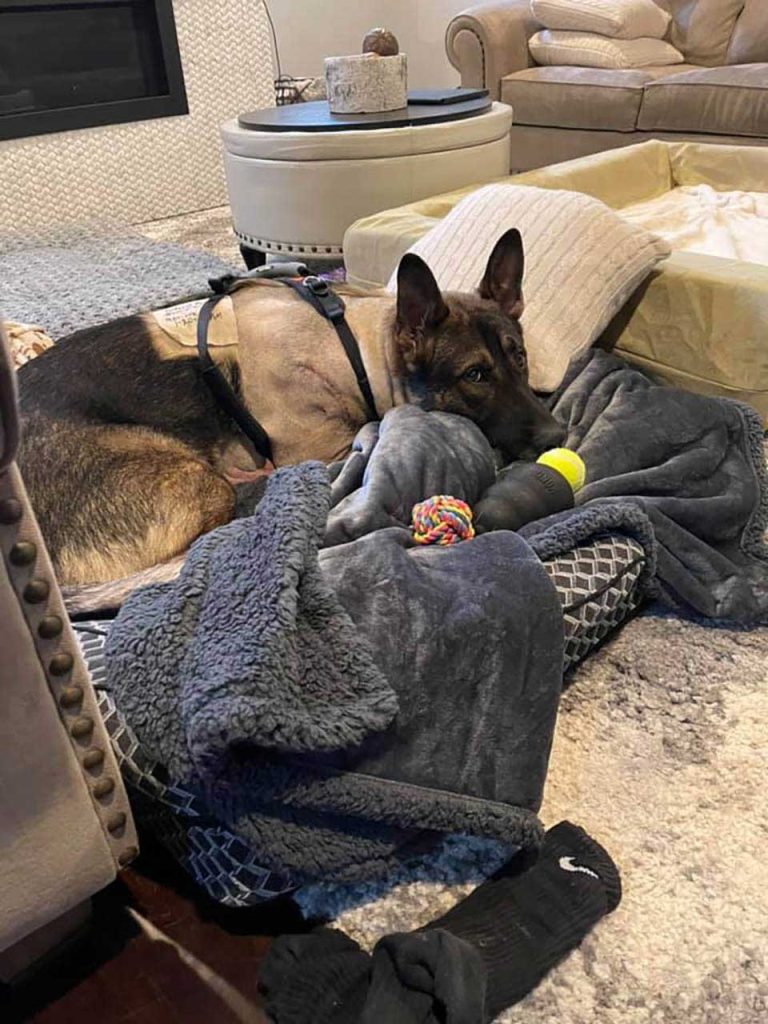 Wounded K9 Officer