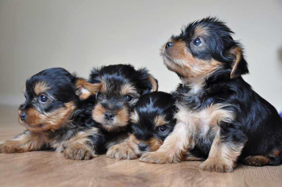 choose yorkshire terrier puppy