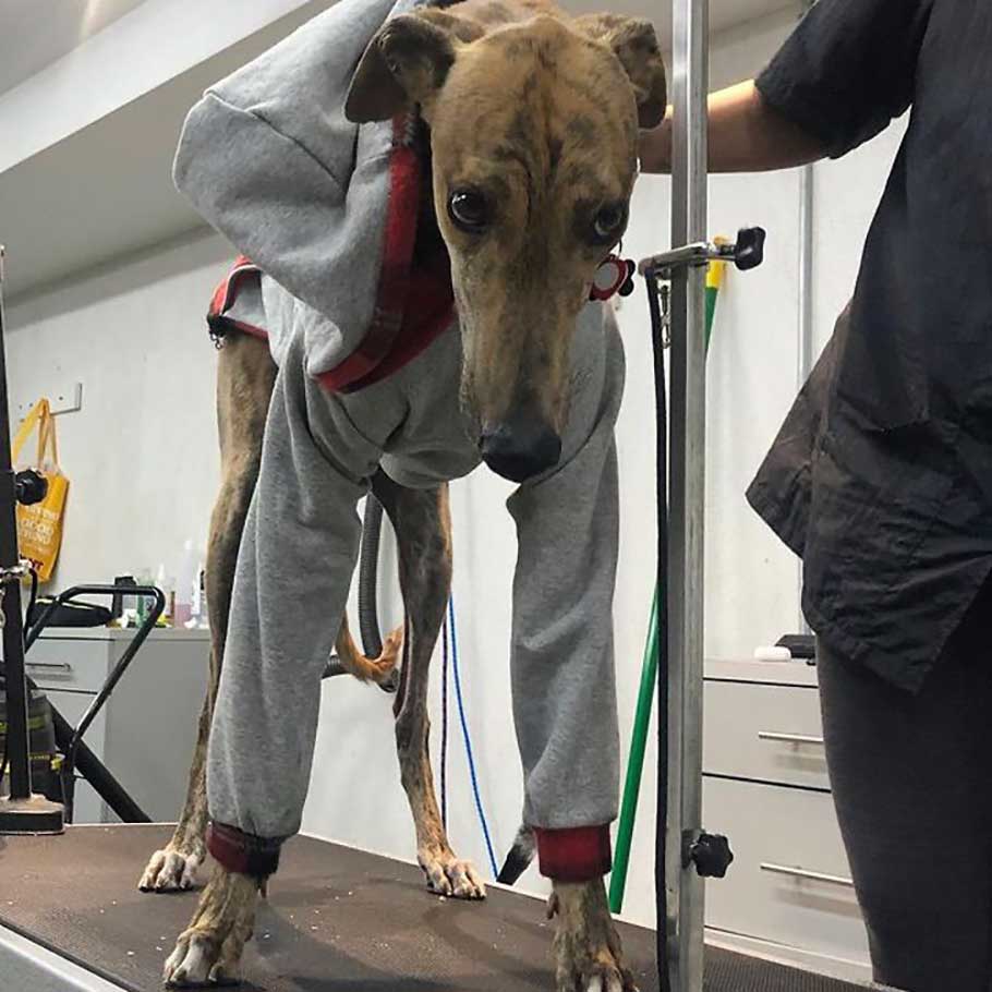 couple saves greyhound exploited dog racing