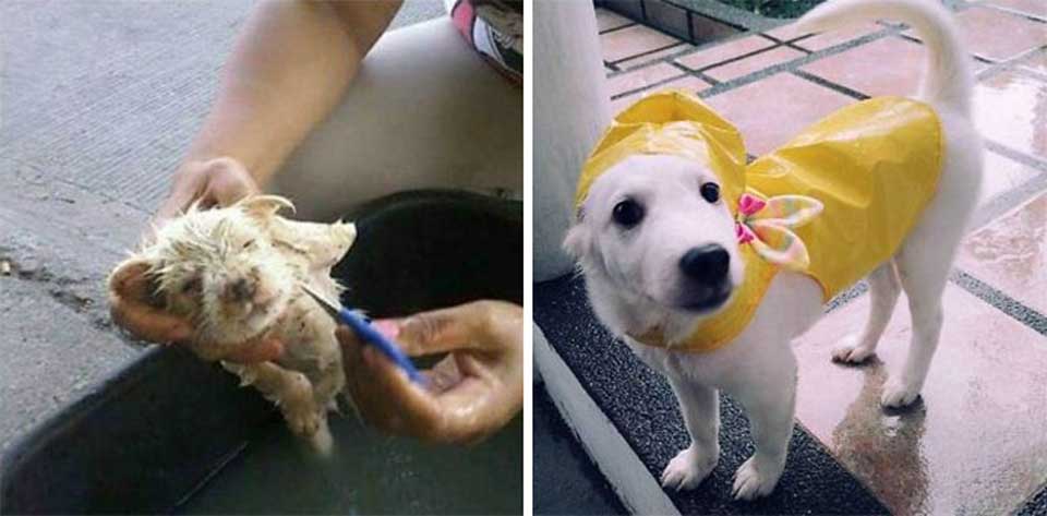 demure dog a before and after