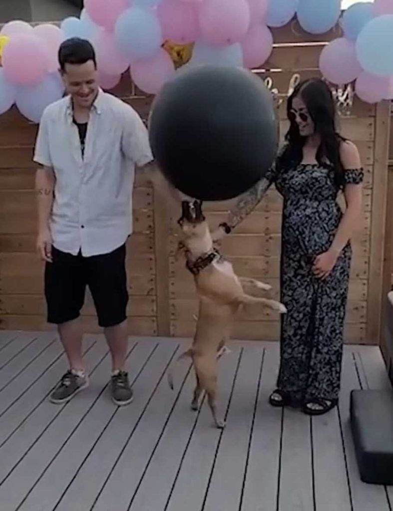 dog ruined baby gender reveal kicking surprise balloon air