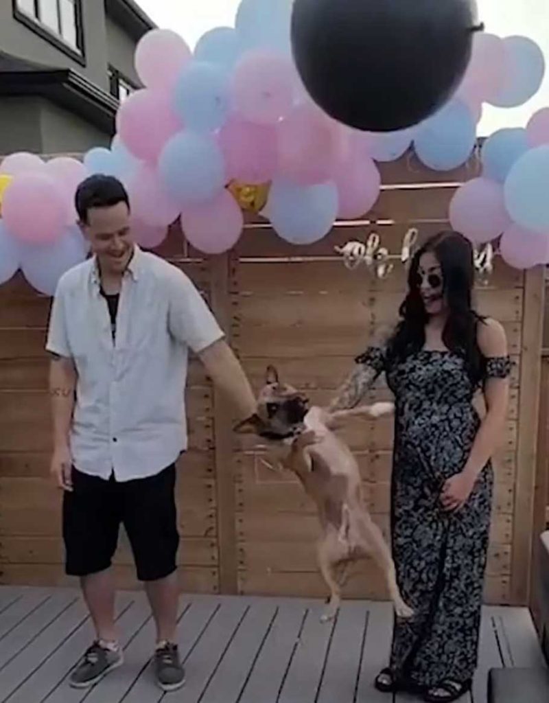 dog ruined baby gender reveal kicking surprise balloon air