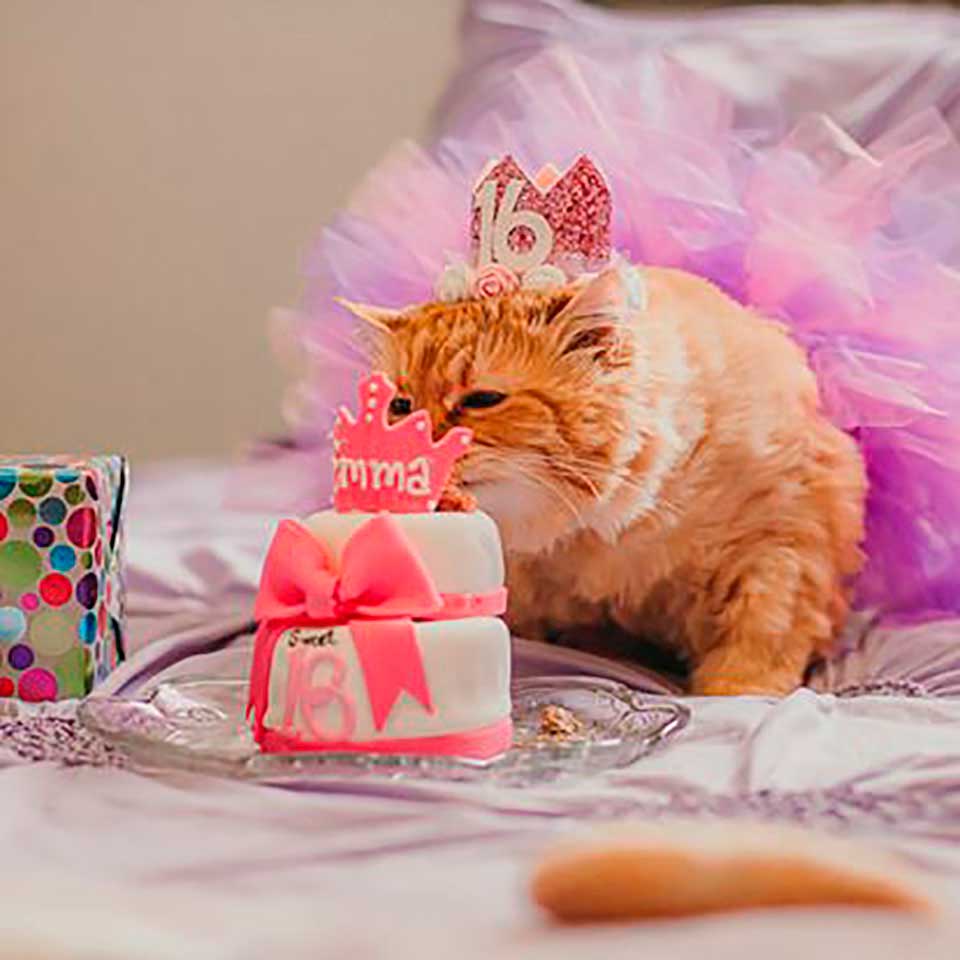 family celebrates birthday 16 cat