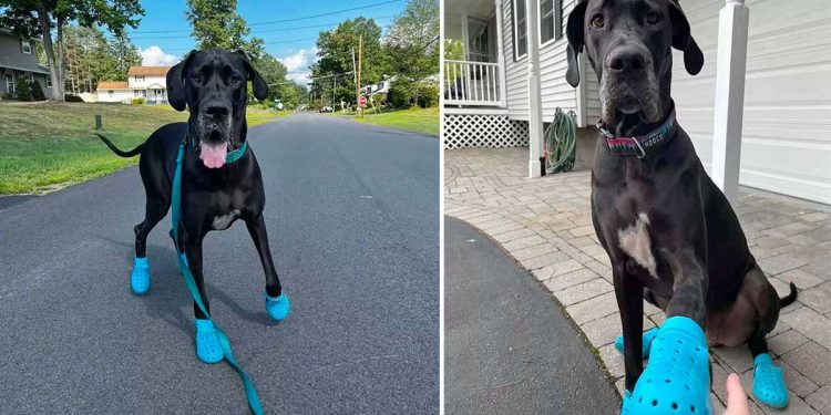 giant dog is obsessed new crocs