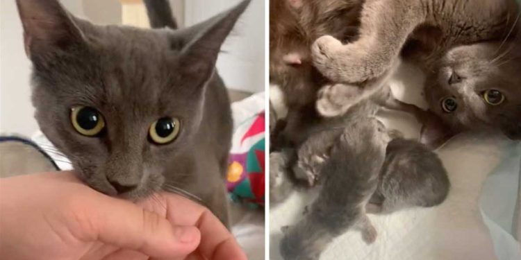 rescued cat drags mom bed show kittens