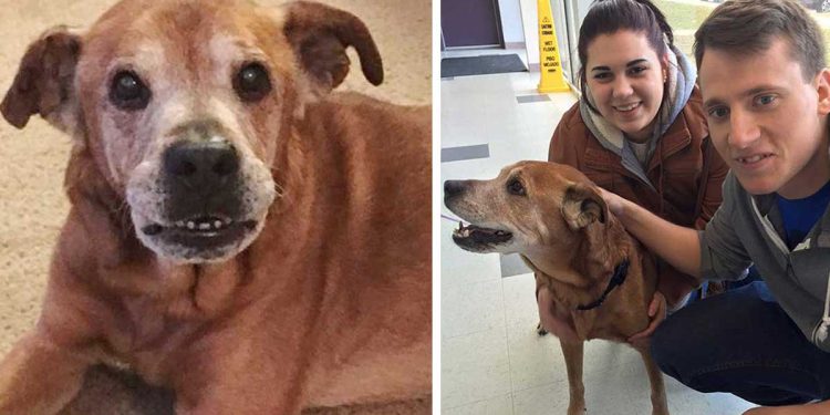 Couple donation adopts 17 year old dog rocky
