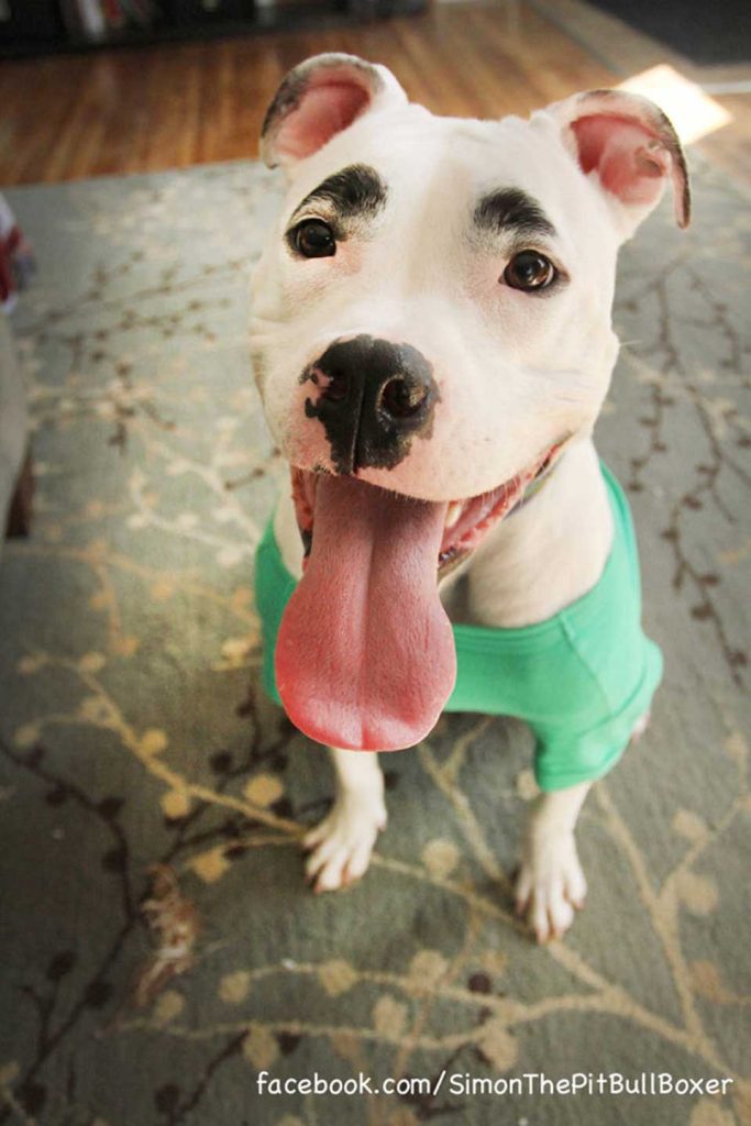 beautiful dog with marks on his face that look like eyebrows