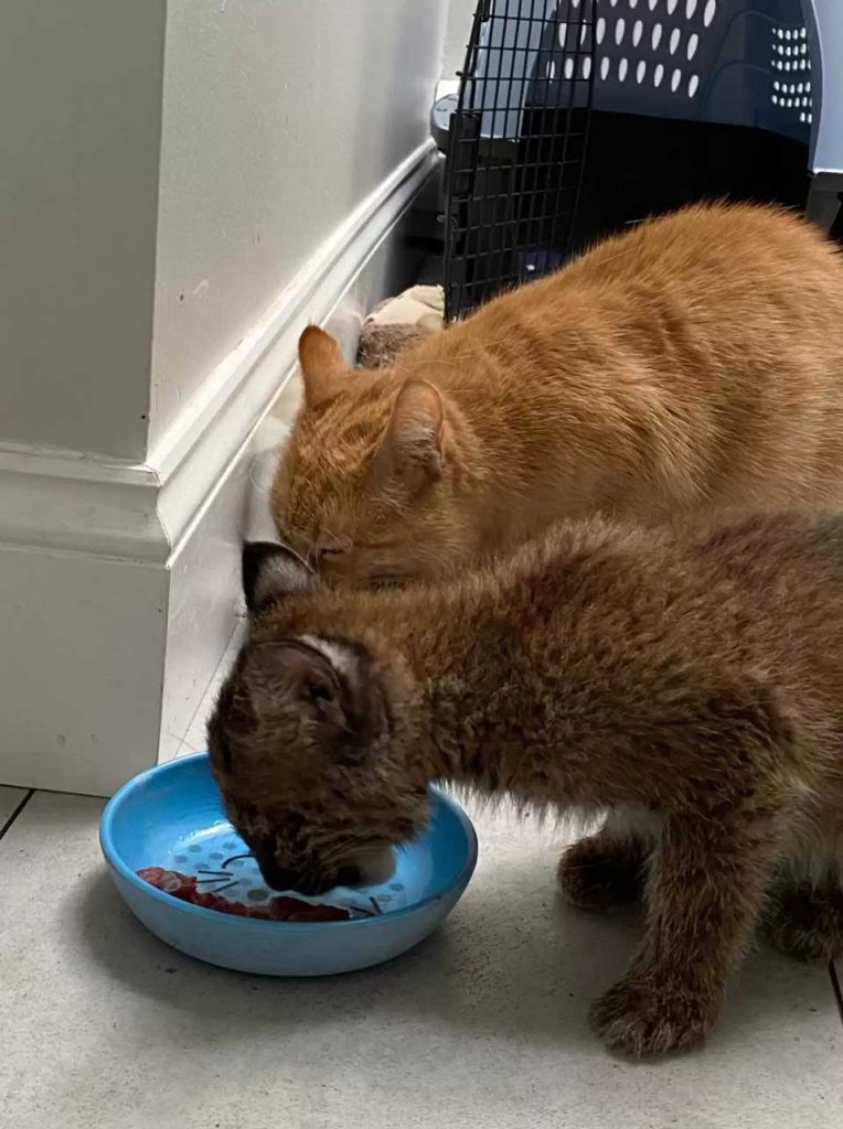 cat helps take care kitten different from others
