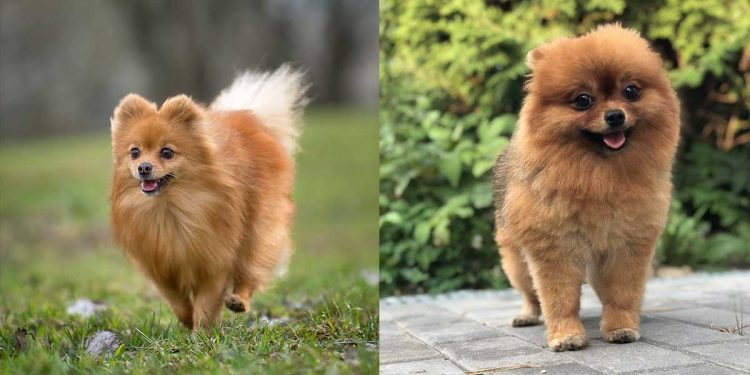 difference between a German Spitz and a Pomeranian