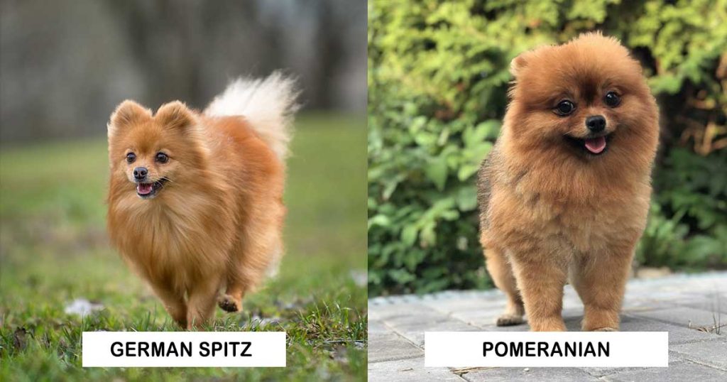 difference between a German Spitz and a Pomeranian