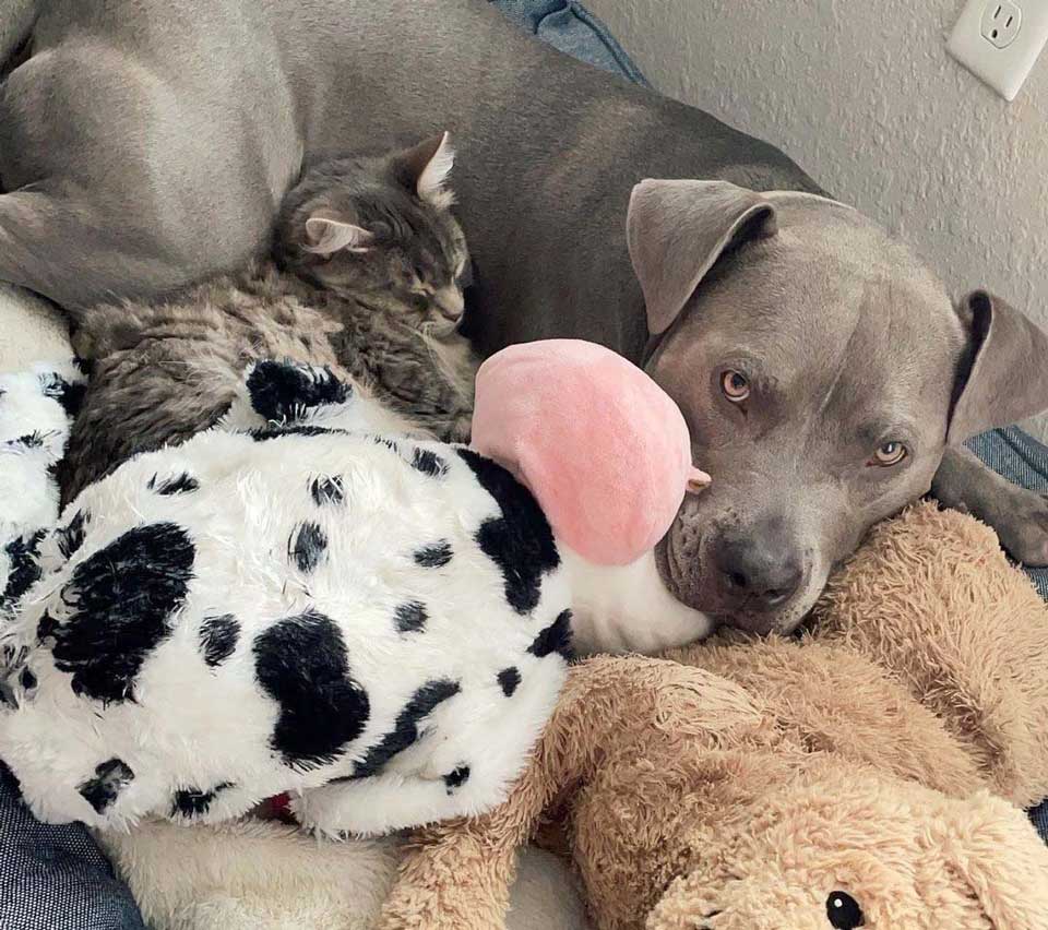 dog raised with cats thinks she is also a cat