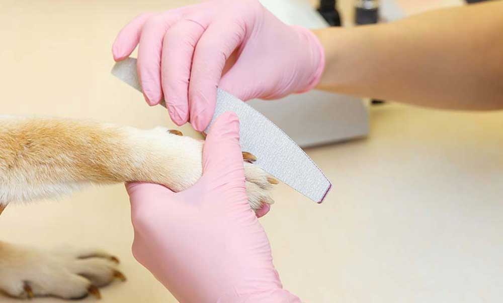 how to trim dog claws