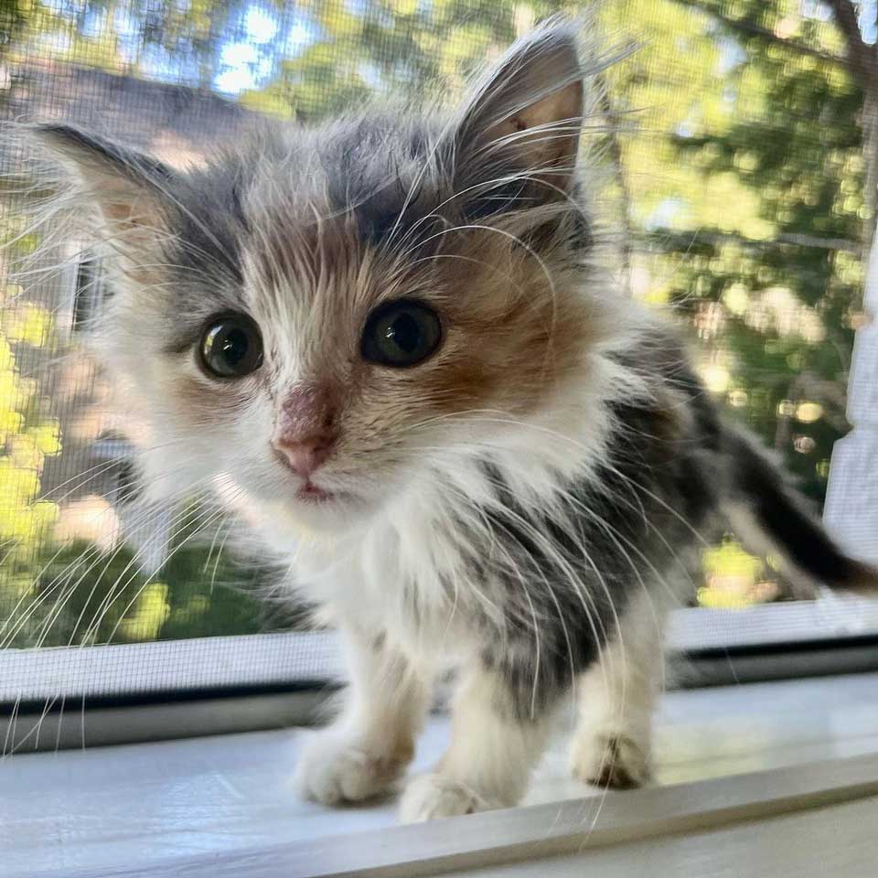 kitten appears window woman decides to stay