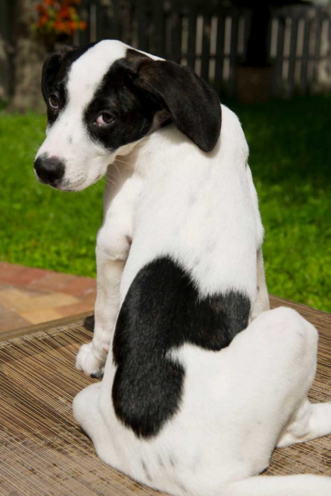mickey mark on the body of this puppy