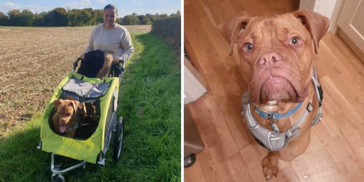 three-legged dog rides stroller searches family
