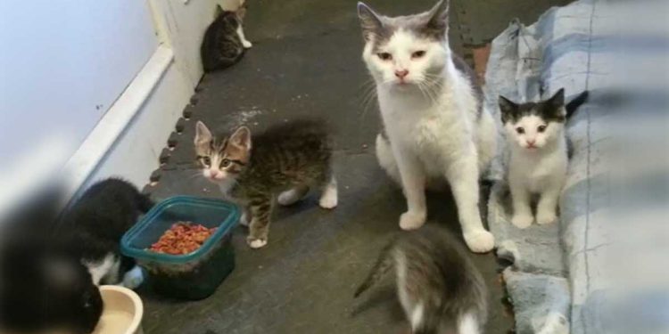 Two brothers feed stray presents kittens