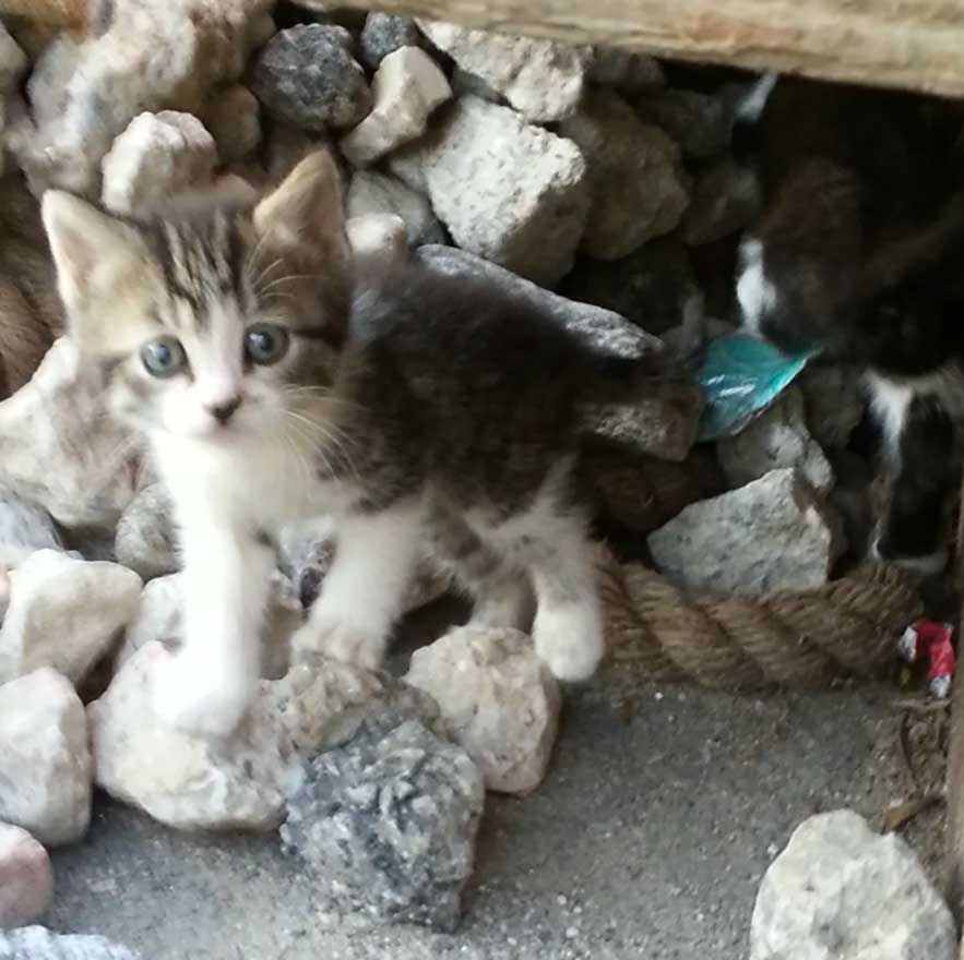 Two brothers feed stray presents kittens