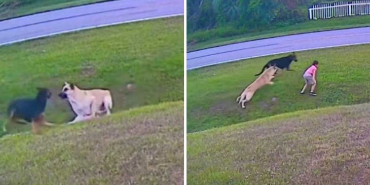 brave dog defends owner attacks other dog