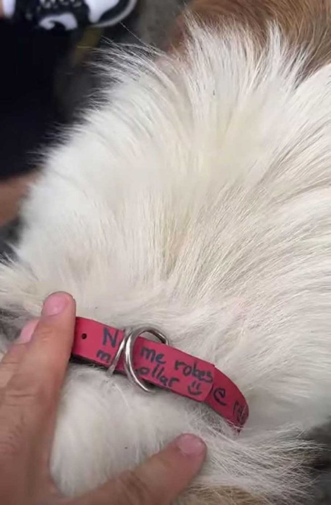 couple find puppy street message collar