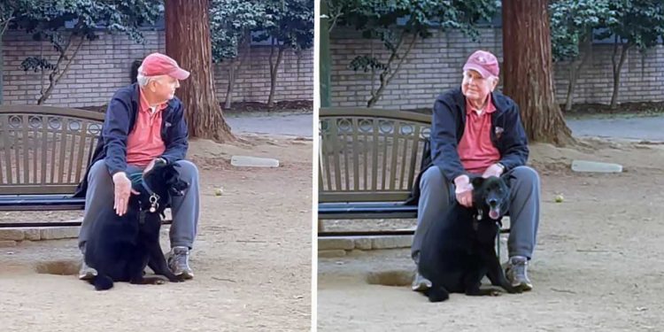 dog disappears park found cuddling stranger