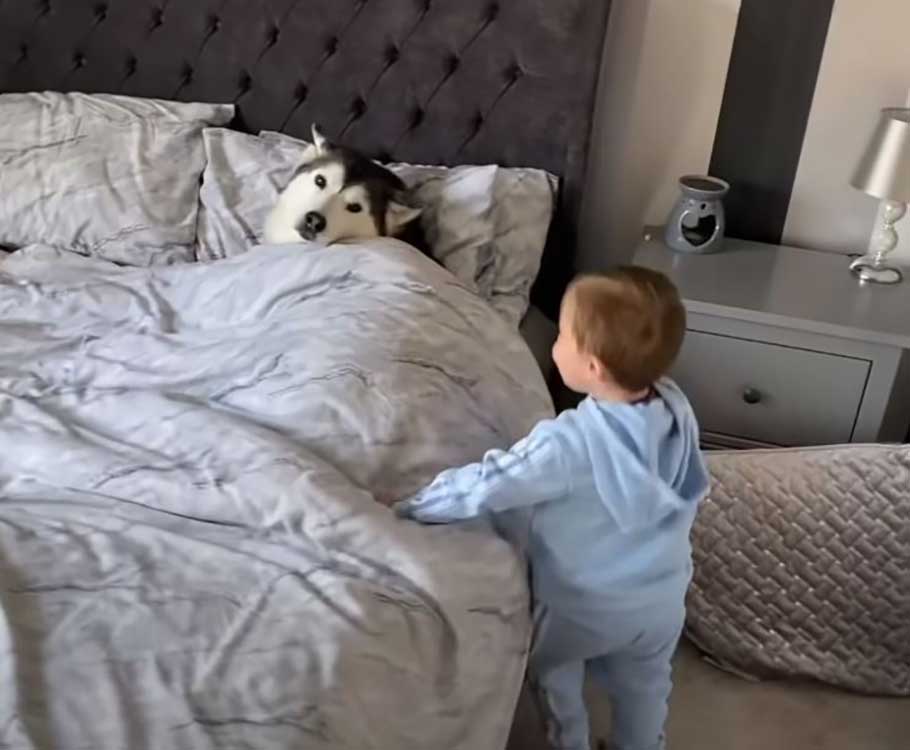 dog refuses to leave bed falls asleep with baby